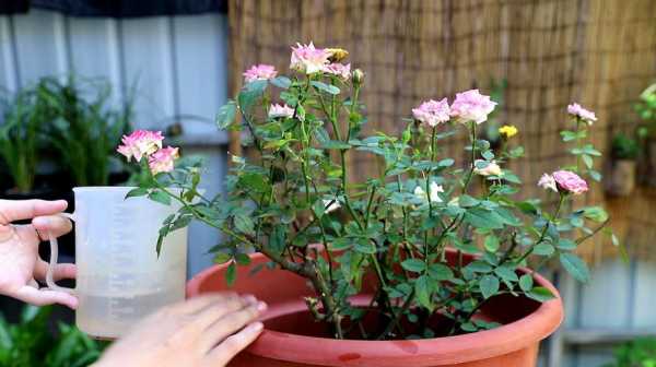 盆栽月季如何过夏天（盆栽月季夏天怎么防暑降温）