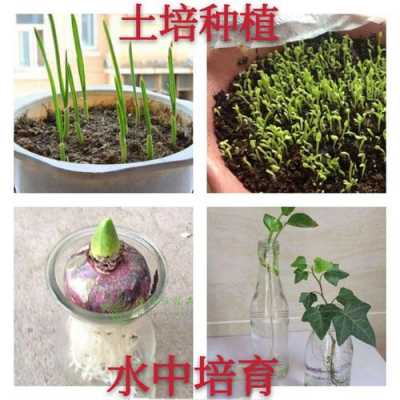 如何培育植物发芽（植物是怎么培育出新品种的）