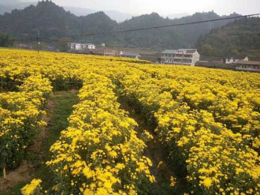 在贵州如何养菊花（贵州哪里种植的菊花多）-图1