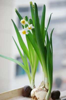 水仙花春季如何管理（水仙花春季怎么养）