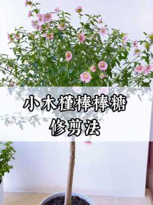 木槿花如何修剪（木槿花如何修剪成棒棒糖）-图2