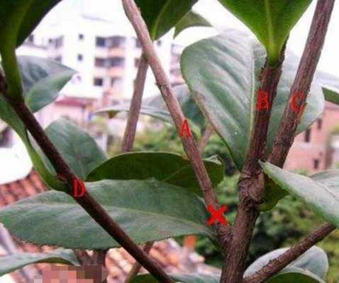 如何令茶花发苞开花（如何让茶花发芽）