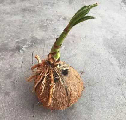 椰子种子如何快速发芽（椰子怎么催芽）-图3