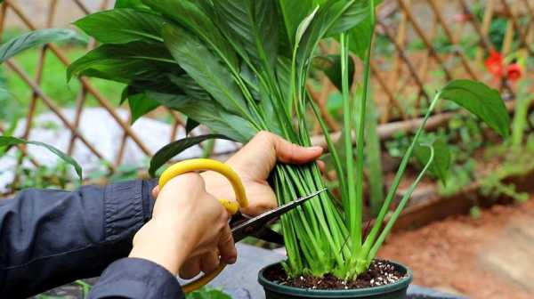 如何剪掉白掌花（白掌花剪掉后多长时间长出来）-图3