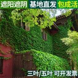 植物爬山虎如何养殖（植物爬山虎如何养殖视频）-图3