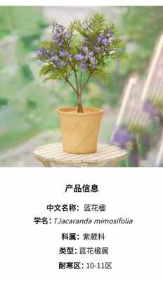 蓝花楹如何制作盆栽（蓝花楹盆栽方法）