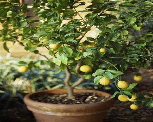 柠檬树冬天如何养护（柠檬树冬天如何养护和管理）