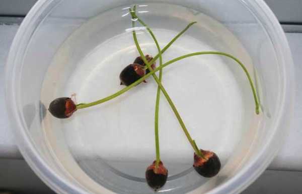 水培碗莲如何种（水培碗莲种子的种植方法和注意事项）-图3