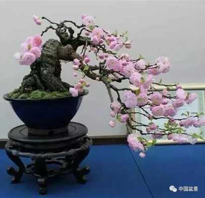 樱花盆景如何养护管理（樱花盆景怎么修剪）