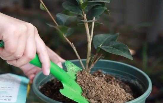 茶花苗如何施肥（茶花苗如何施肥和浇水）