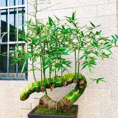 如何养护竹子（如何养护竹子盆栽）