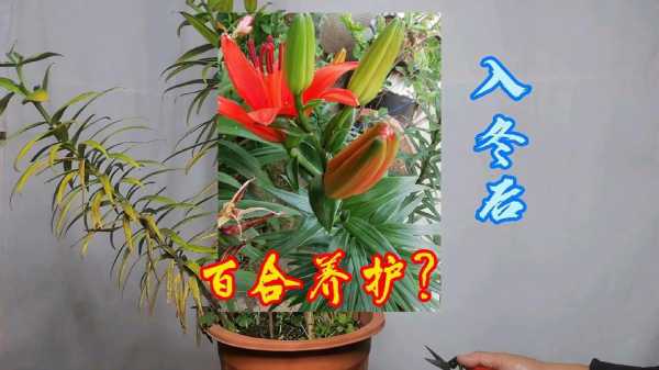 如何种植百合花（百合花怎么种植和养护视频）