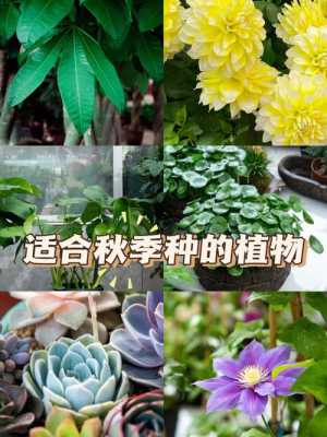 秋季植物如何保养（秋季植物种植）