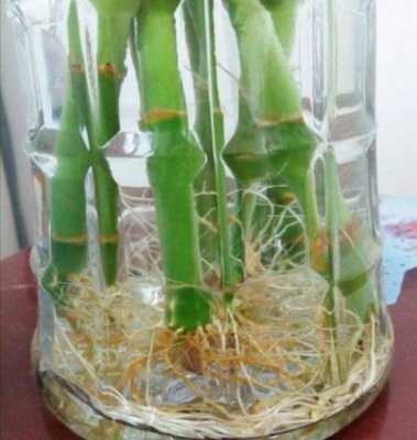 水培竹子如何养殖方法图解（水培竹子怎么养生根快）