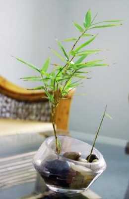 水培竹子如何养殖方法图解（水培竹子怎么养生根快）-图2