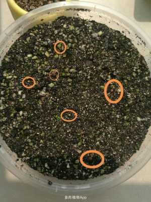 如何种植玉露种子（怎么种玉露种子）-图2