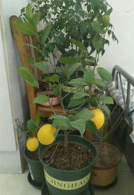 盆栽柠檬如何换盆（盆栽柠檬如何换盆视频）-图3