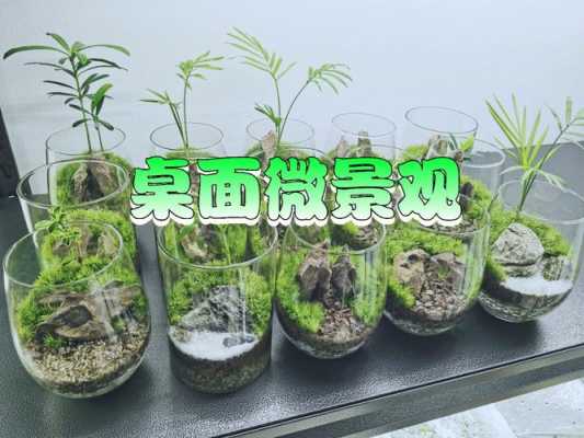 如何养植苔藓（如何养殖苔藓微景观）-图1