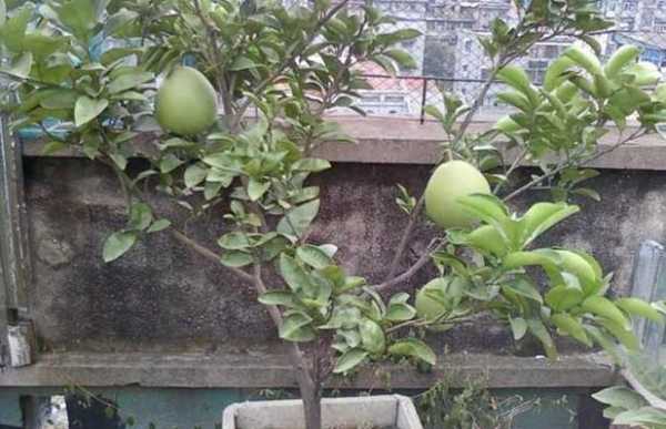 如何栽种柚子盆景（柚子盆栽视频）