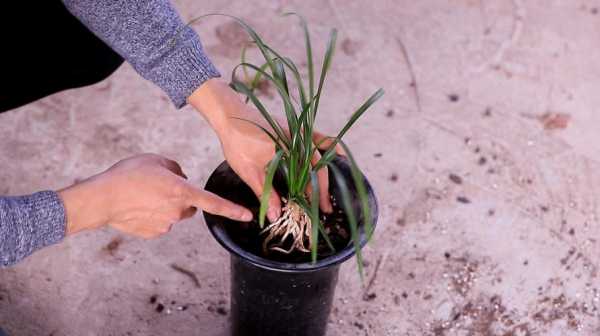 如何移植兰花（怎么样移栽兰花）