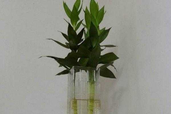 莲花竹如何繁殖（莲花竹怎样快速生根）-图1