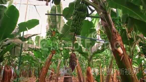 香蕉树如何栽培（香蕉树栽培技术视频）