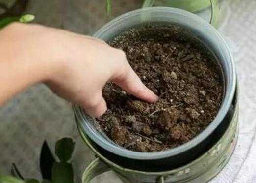 肉根植物如何浇水（肉质根系的花卉浇水以见干见湿,干透浇透为原则）-图2