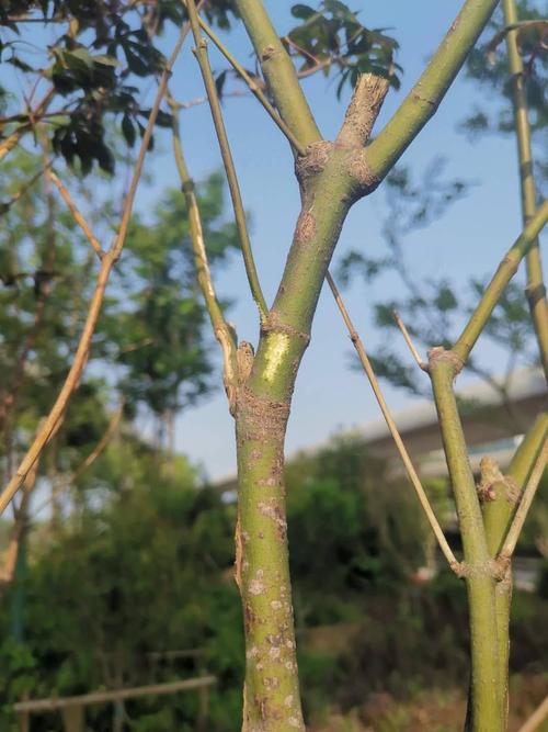 红枫如何预防天牛（红枫树天牛防治方法）-图2