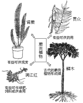如何管理蕨类植物（蕨类植物的栽培管理要点）-图2