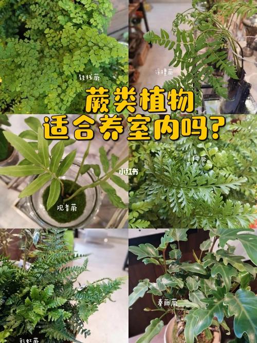 如何管理蕨类植物（蕨类植物的栽培管理要点）-图3