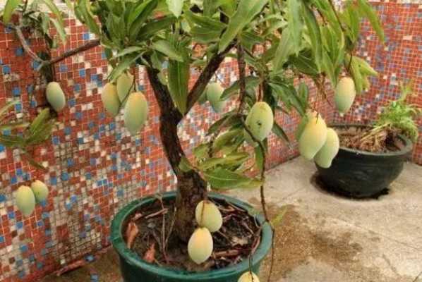 芒果盆栽如何养护（芒果盆栽的养殖方法和注意事项）
