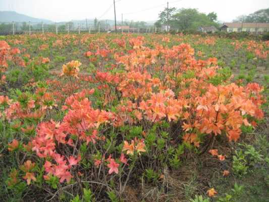 杜鹃花在北方如何过冬（杜鹃花 北方）