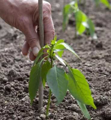 辣椒子如何种植（辣椒子如何种植方法视频）