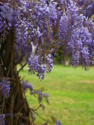 紫藤如何开花（紫藤要开花的时候是什么样子的）