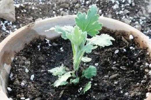 如何配置菊花土（菊花土怎么配）