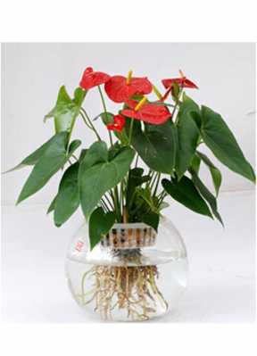 盆栽红掌如何水培（红掌水培繁殖方法）-图2