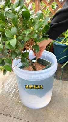 茶花花期如何浇水（茶花的浇水方法）