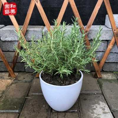 香草盆栽店如何赚钱（香草植物盆景在哪里进货）-图3