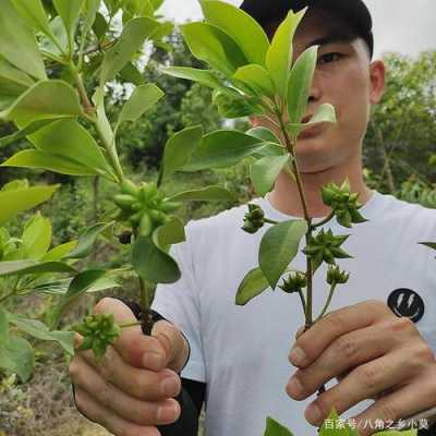 如何种植大料树图片（大料树苗）