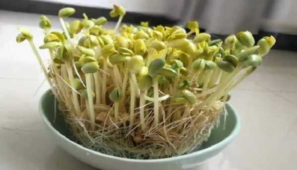 如何种植豆芽赚钱（如何种植豆芽赚钱多）-图3