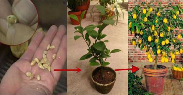 柠檬树如何种植（柠檬树种植方法和注意事项）