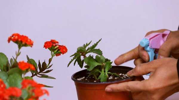如何种植长寿花（如何种植长寿花视频教程）