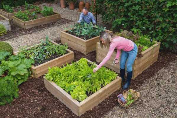 如何改善花园土种菜（花园怎么改良土壤）-图1