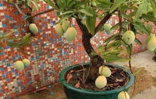 芒果树如何养殖（芒果树如何养殖和管理）