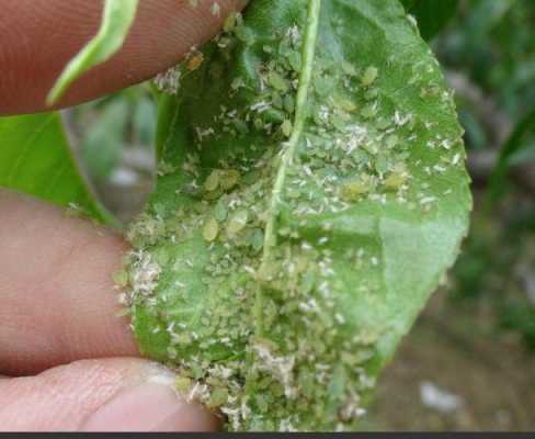 植物蚜虫如何解决（植物蚜虫防治）