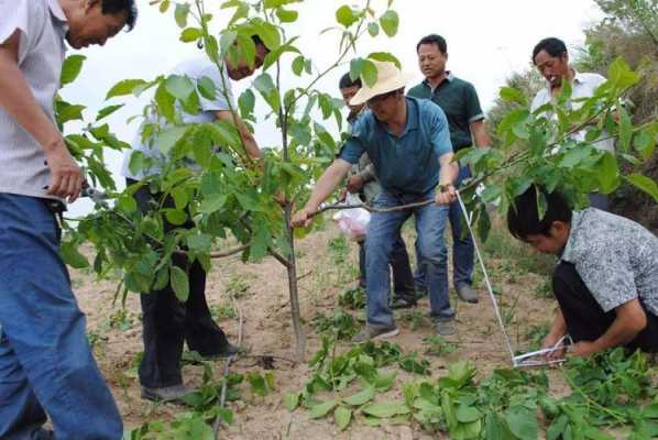 核桃如何打理种植（核桃怎么栽种育苗?）