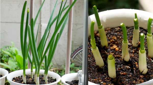 如何盆栽小葱（如何盆栽小葱籽?）