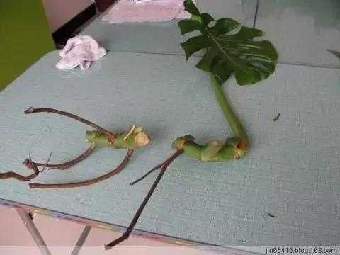 龟背竹如何繁育（龟背竹茎繁殖）-图3