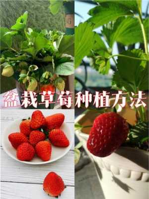如何养护草莓盆栽（怎样养草莓盆栽结果又大又甜）