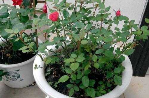 盆栽玫瑰花如何养殖方法（盆栽玫瑰花的种植方法）